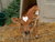 Cows_and_farm_004